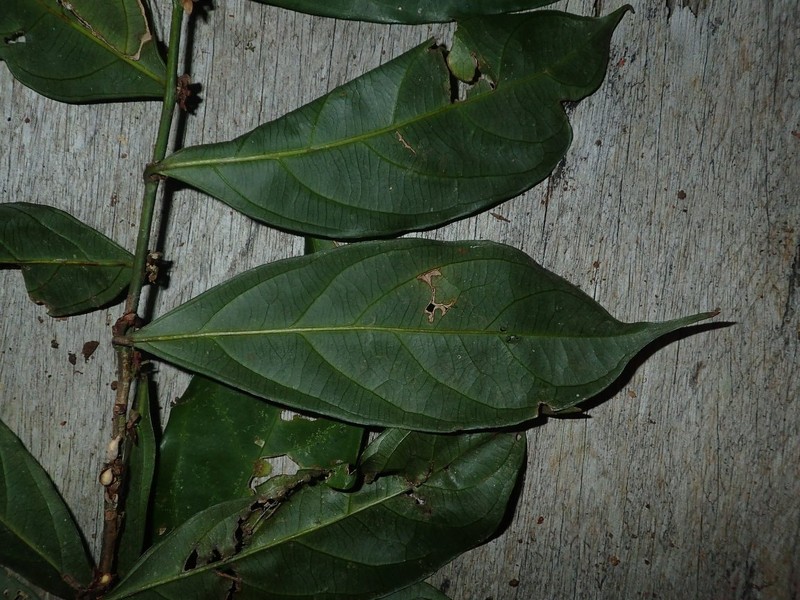 Trichostephanus acuminatus photo 2
