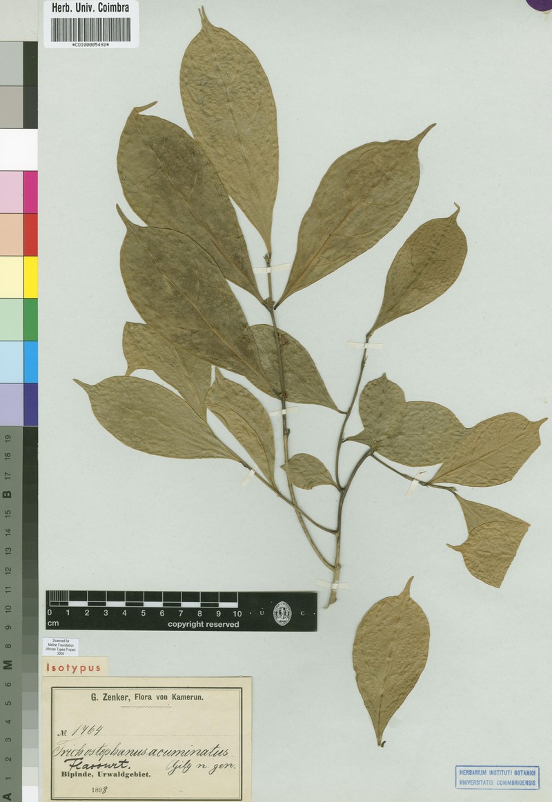 Trichostephanus acuminatus
