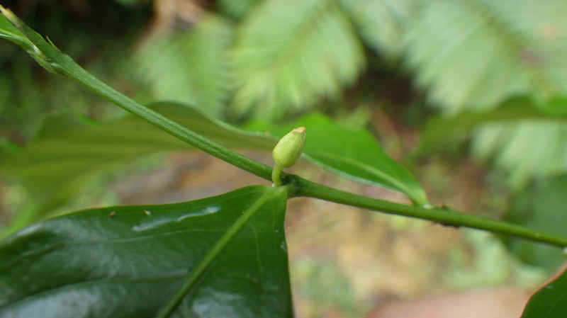 Trichostephanus gabonensis