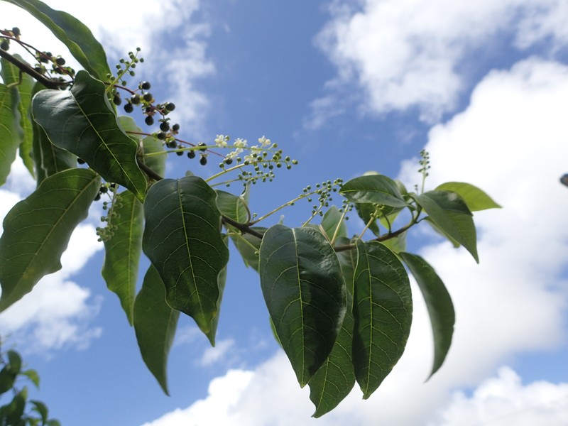 Hoopvine photo 5