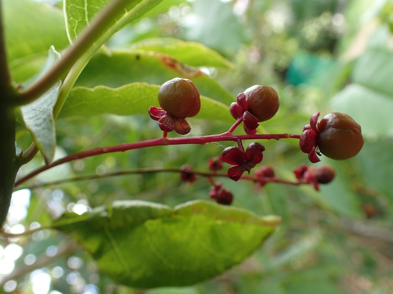 Hoopvine photo 3