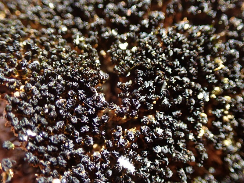 Australasia Trichostomopsis Moss