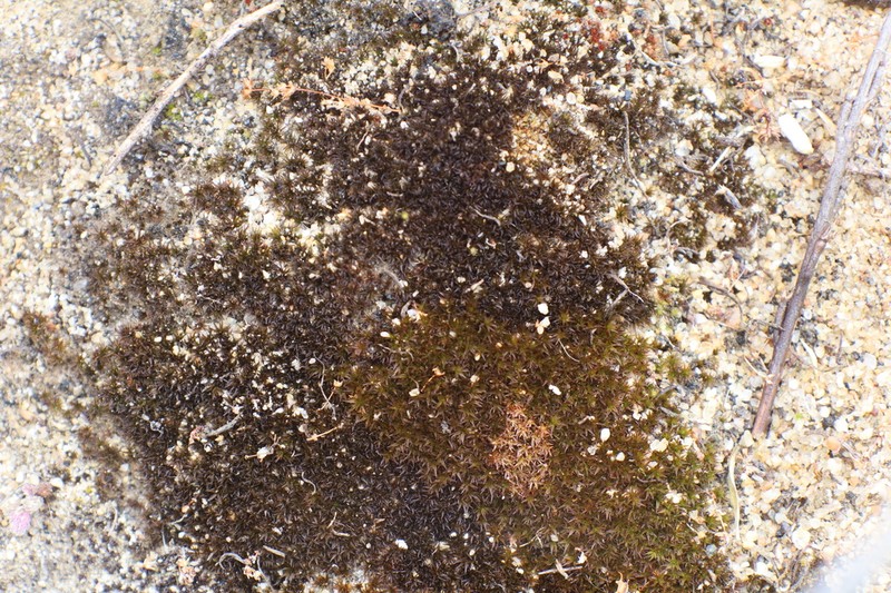 Australasia Trichostomopsis Moss photo 2