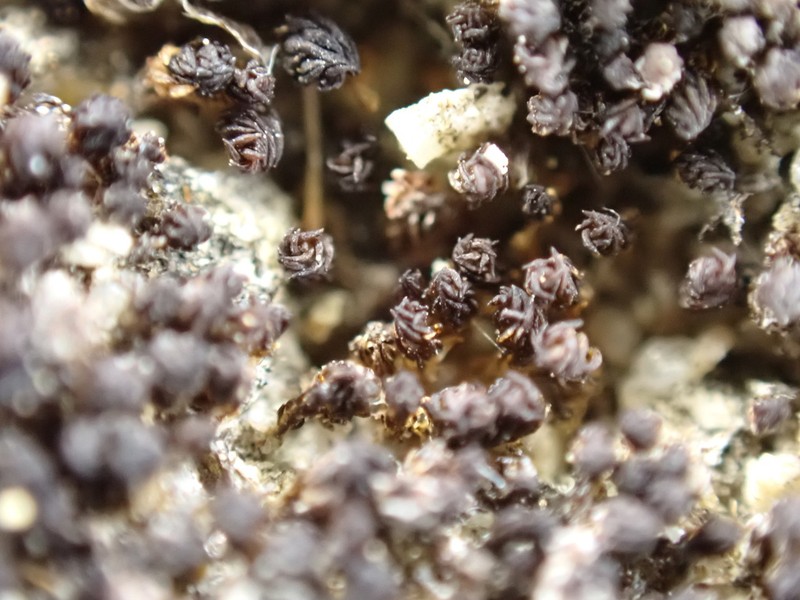 Australasia Trichostomopsis Moss photo 3