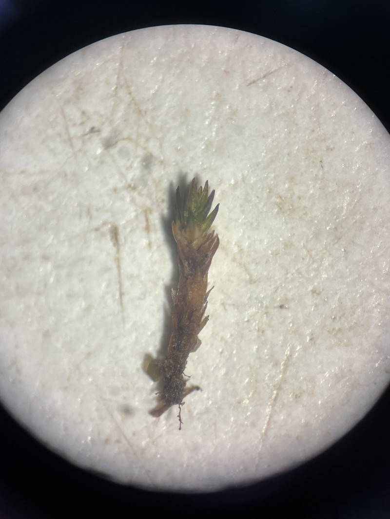 Australasia Trichostomopsis Moss photo 4