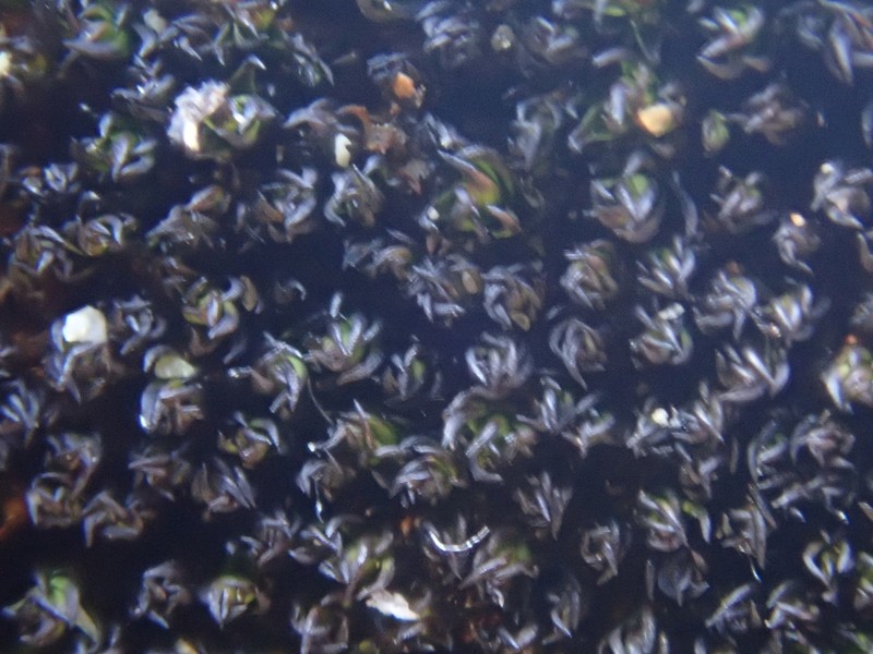 Australasia Trichostomopsis Moss photo 5