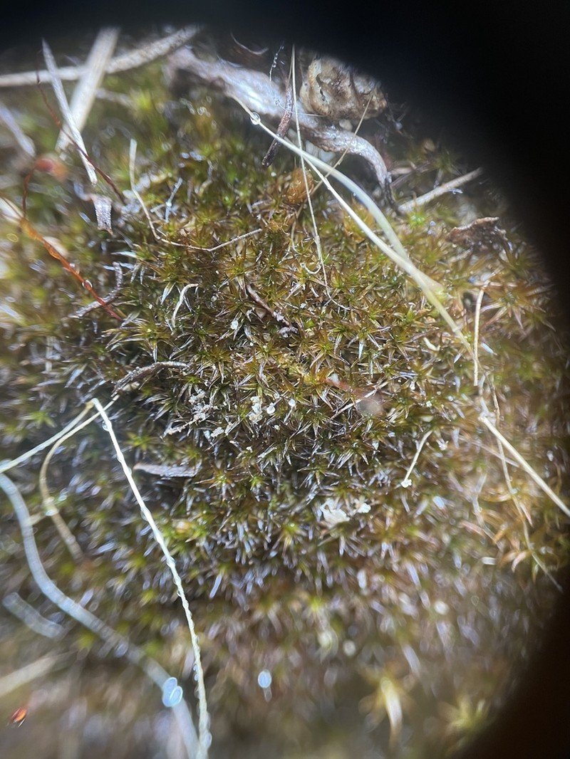 Australasia Trichostomopsis Moss photo 6