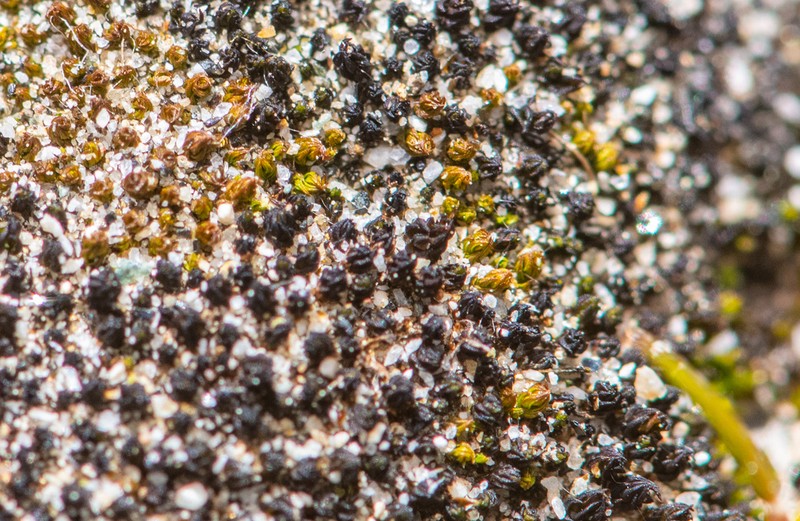 Australasia Trichostomopsis Moss photo 7