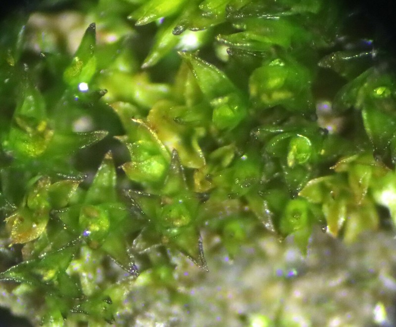Australasia Trichostomopsis Moss photo 8