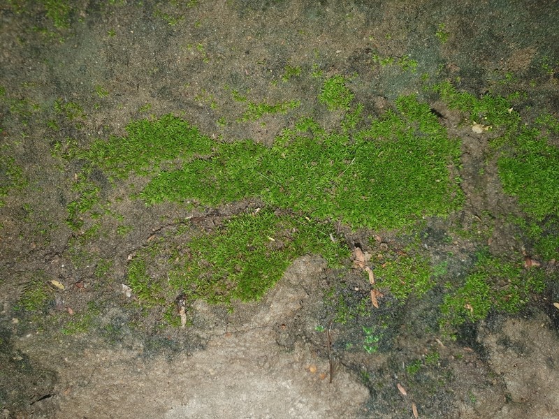 Trichostomum Moss