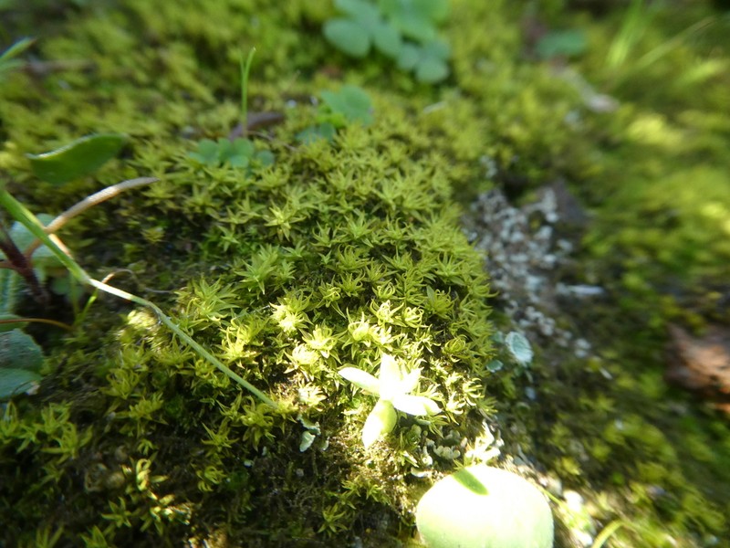 Trichostomum Moss photo 2
