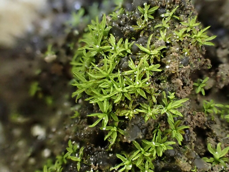 Trichostomum Moss photo 3