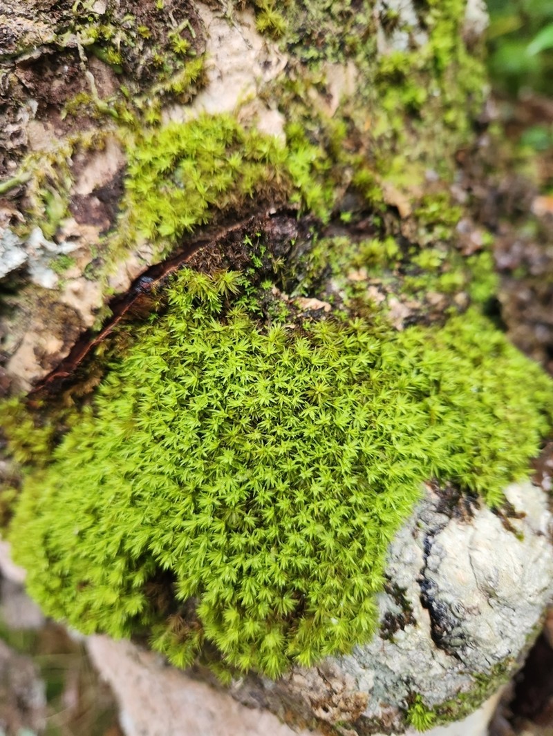 Trichostomum Moss photo 4