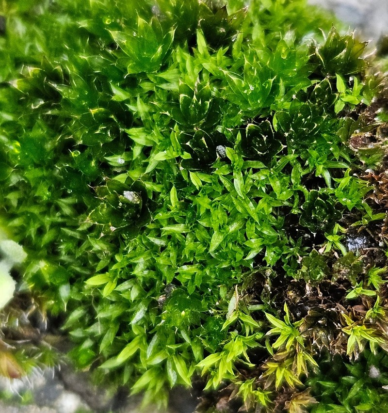 Trichostomum Moss photo 5
