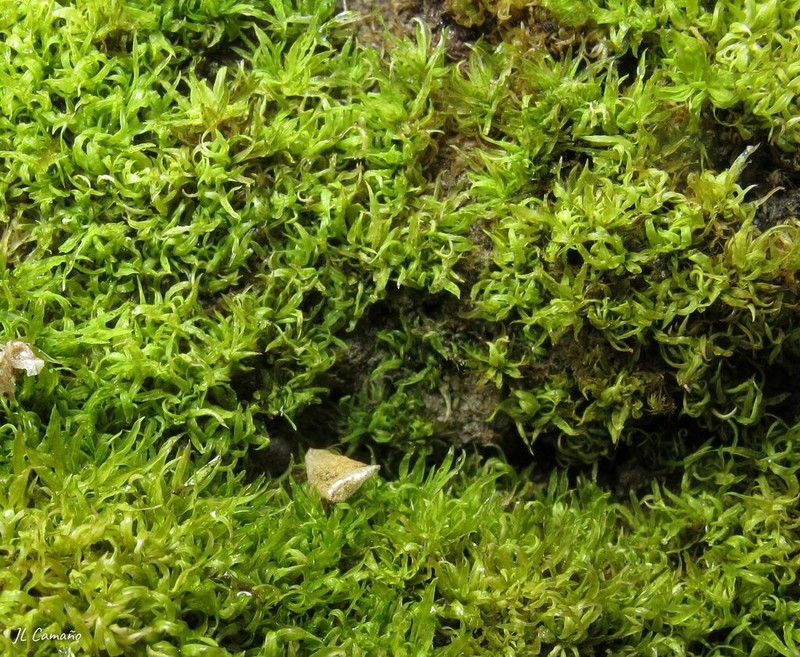Trichostomum Moss photo 6
