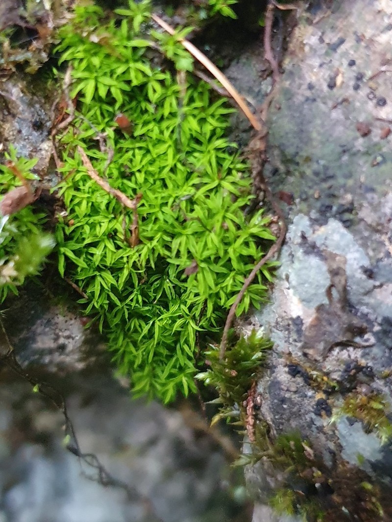 Trichostomum Moss photo 7