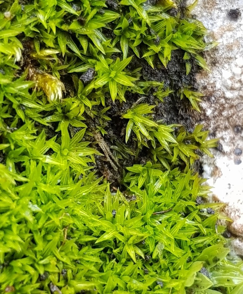 Trichostomum Moss photo 8