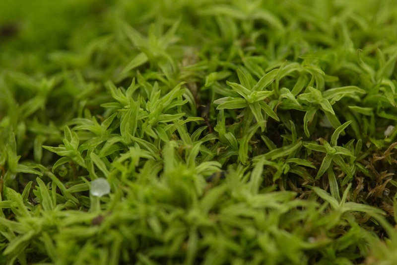 Trichostomum Moss