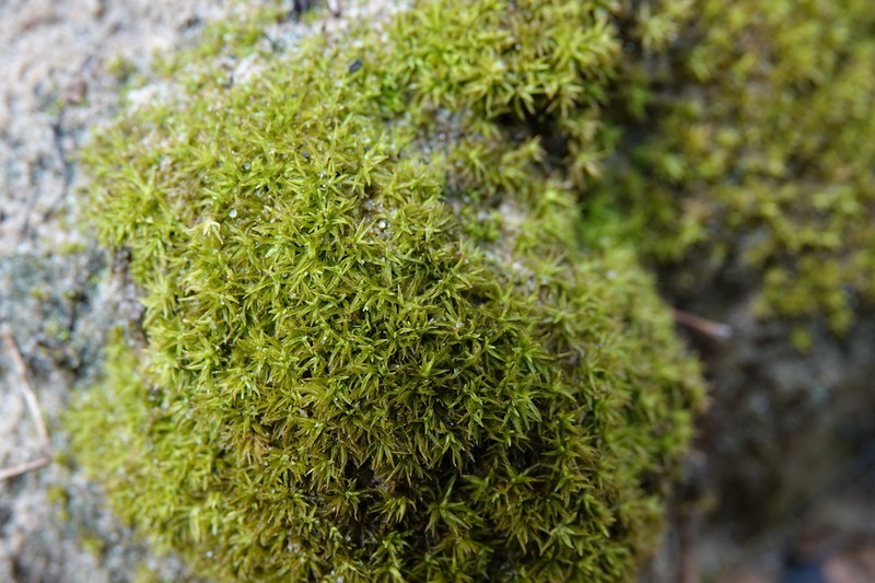 Trichostomum Moss photo 2