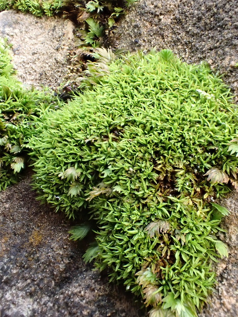 Trichostomum Moss photo 3