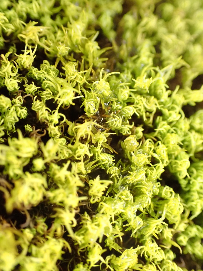 Trichostomum Moss photo 4