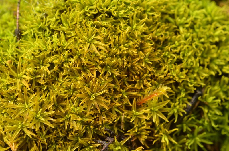 Trichostomum Moss photo 5