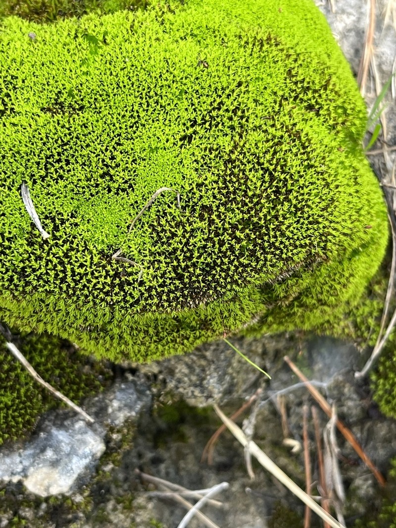 Trichostomum Moss photo 6