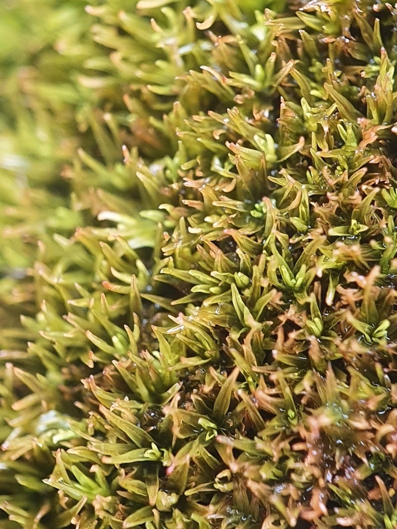 Trichostomum Moss photo 7