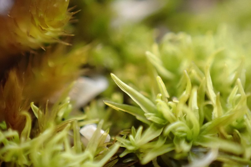 Trichostomum Moss photo 8