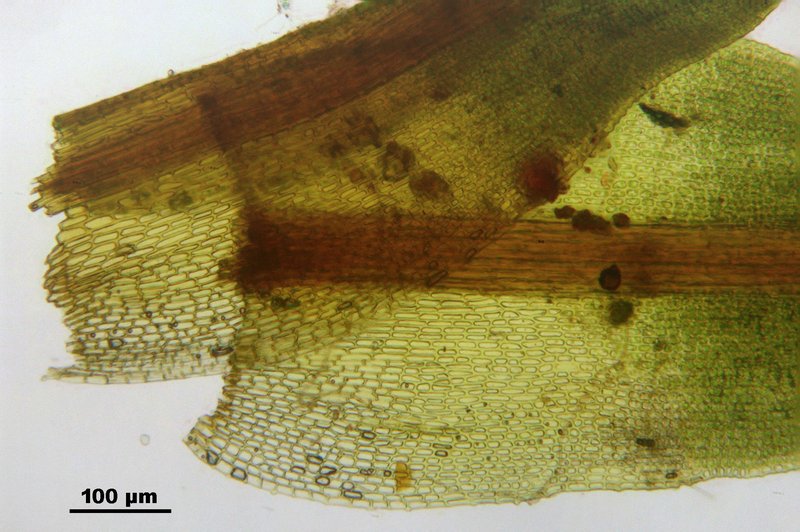 Trichostomum Moss