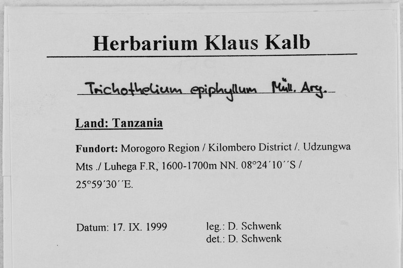Trichothelium Lichen