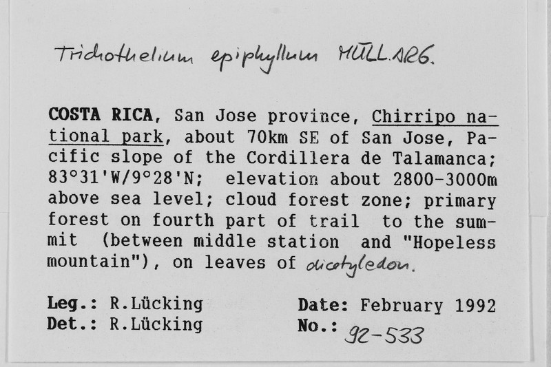 Trichothelium Lichen photo 6