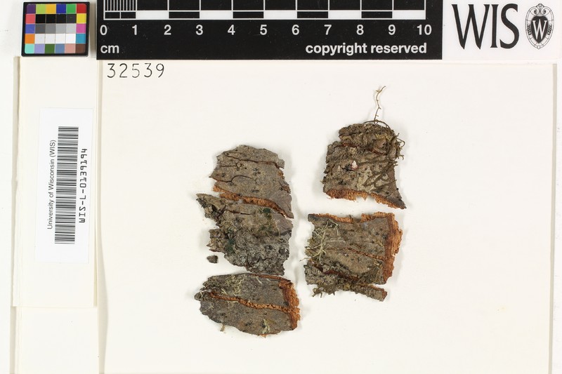 Trichothelium Lichen