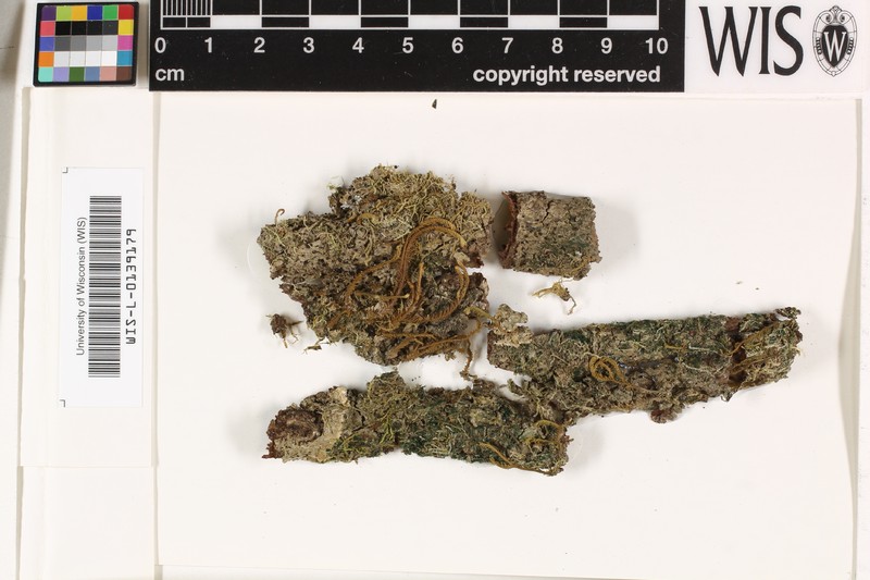Trichothelium Lichen photo 2