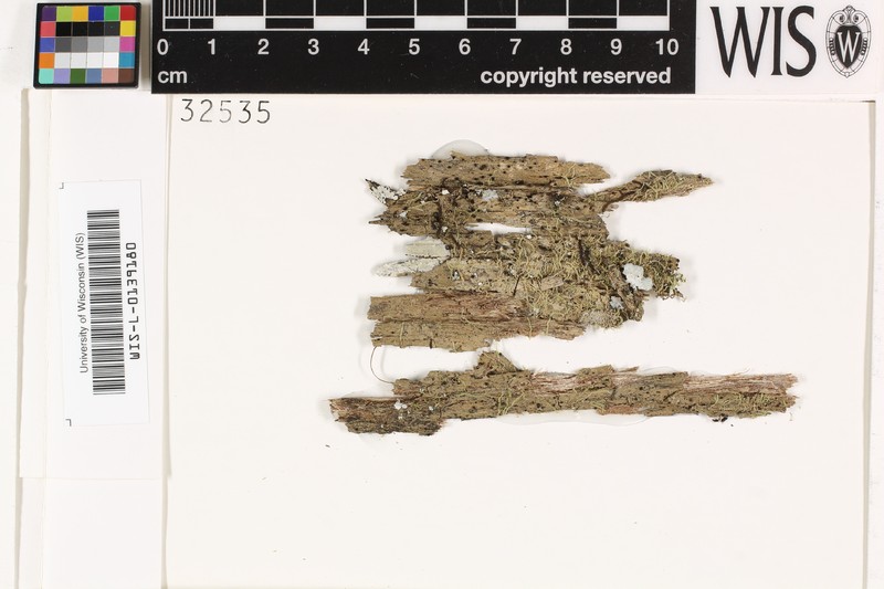 Trichothelium Lichen photo 3
