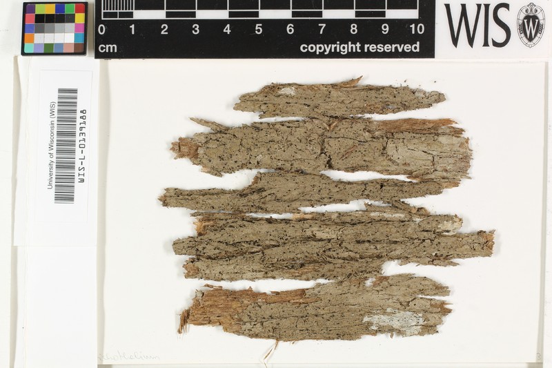 Trichothelium Lichen photo 4