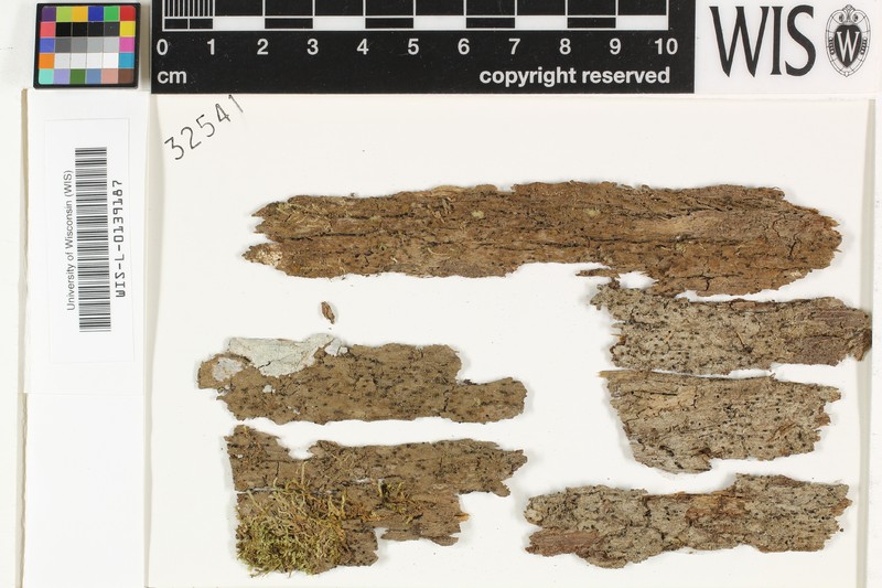 Trichothelium Lichen photo 5