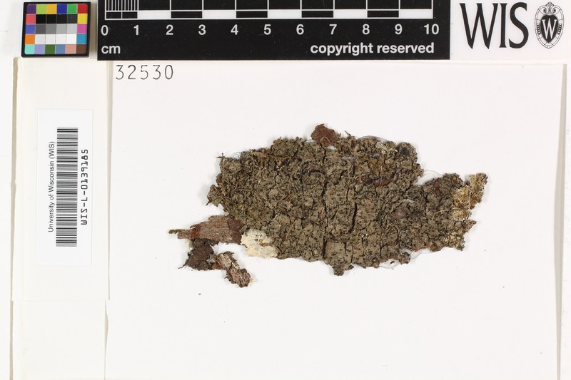 Trichothelium Lichen photo 6