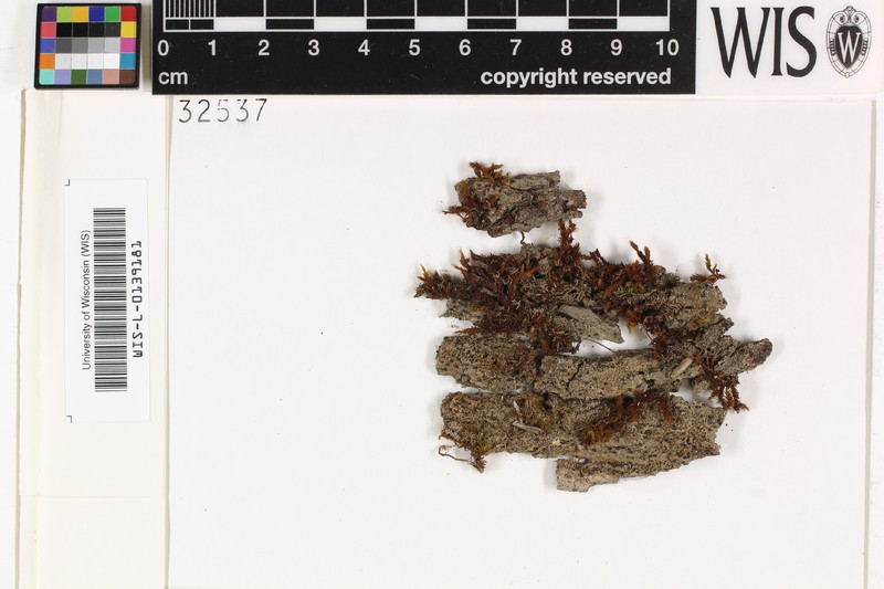 Trichothelium Lichen photo 7