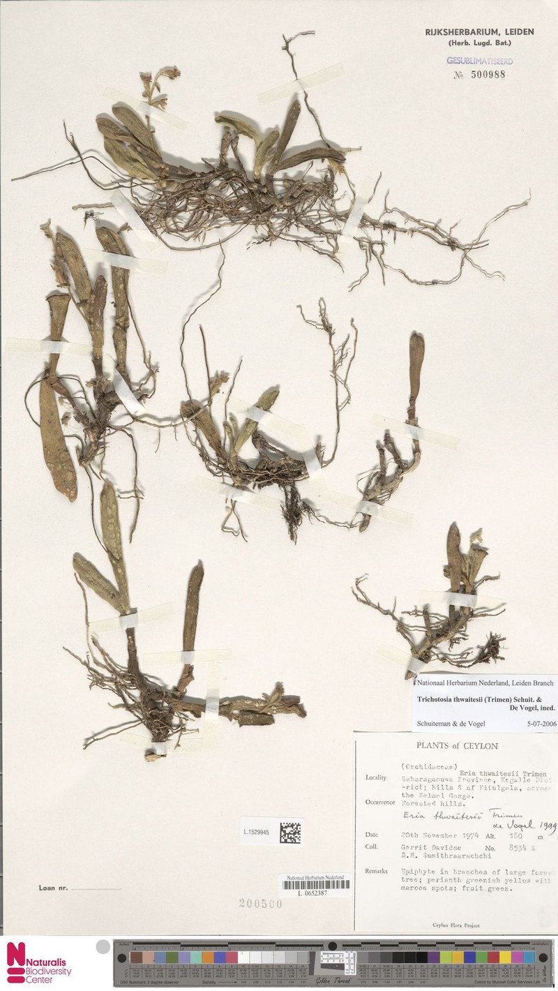 Trichotosia thwaitesii