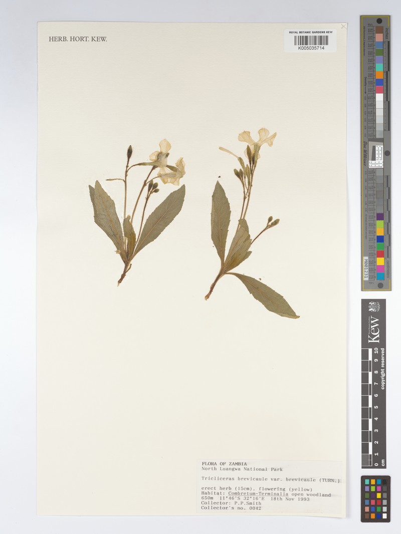 Tricliceras brevicaule var. brevicaule