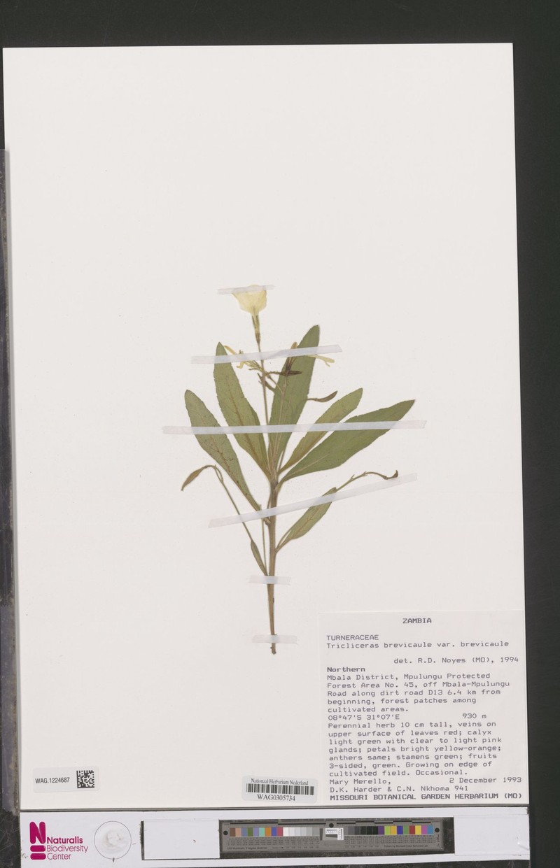 Tricliceras brevicaule var. brevicaule photo 2
