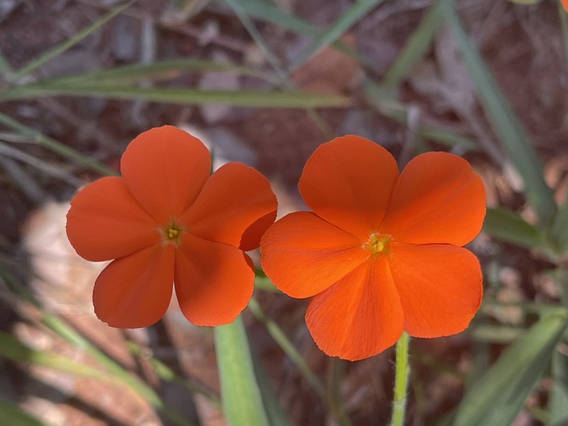 Tricliceras longepedunculatum var. longepedunculatum