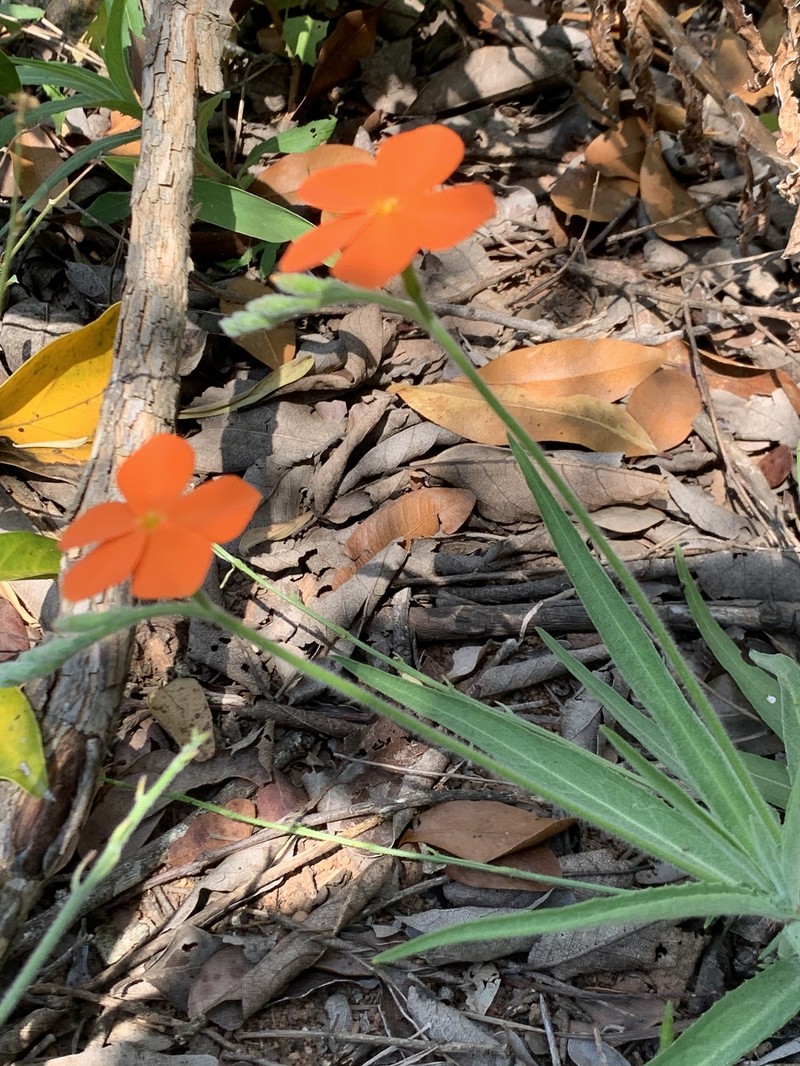 Tricliceras longepedunculatum var. longepedunculatum photo 2
