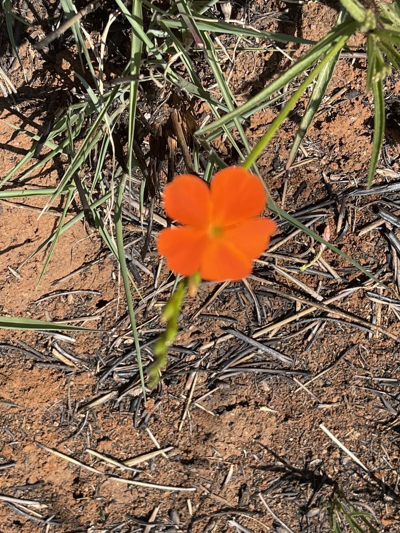 Tricliceras longepedunculatum var. longepedunculatum photo 3