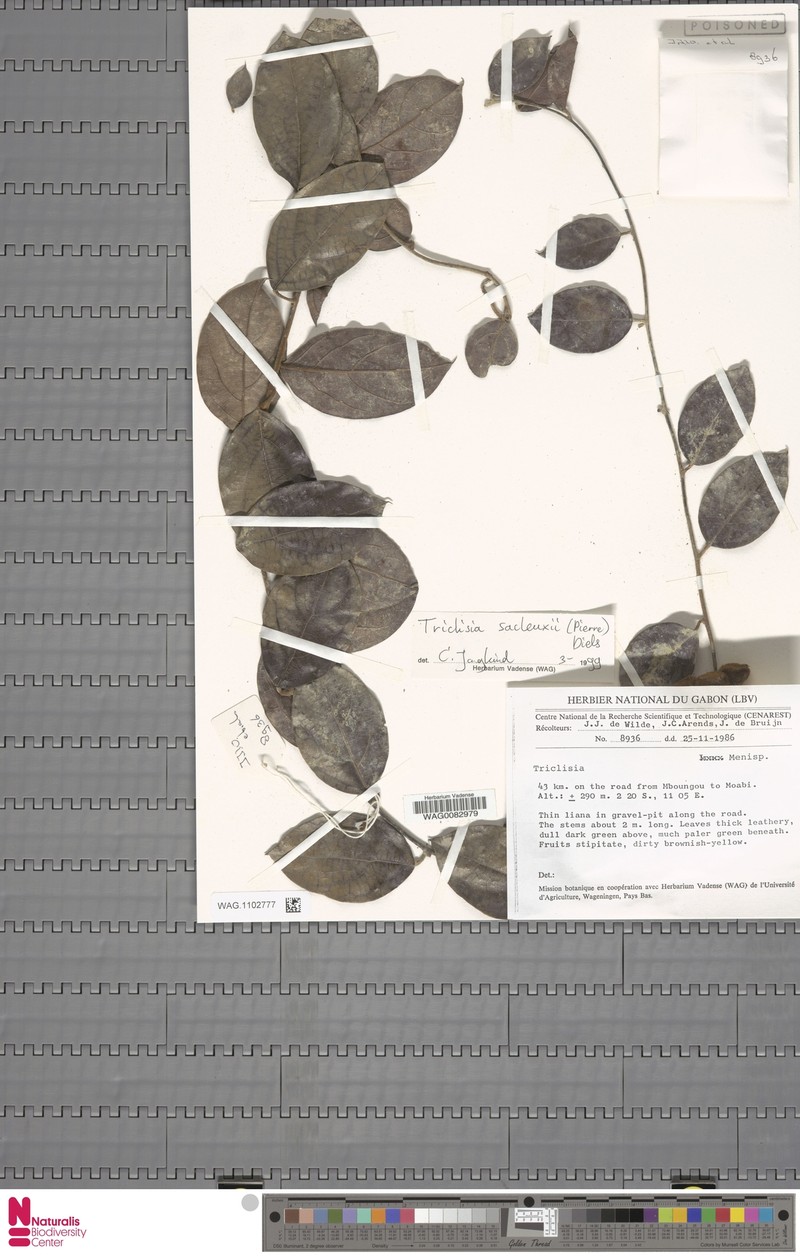 Triclisia gabonensis photo 2