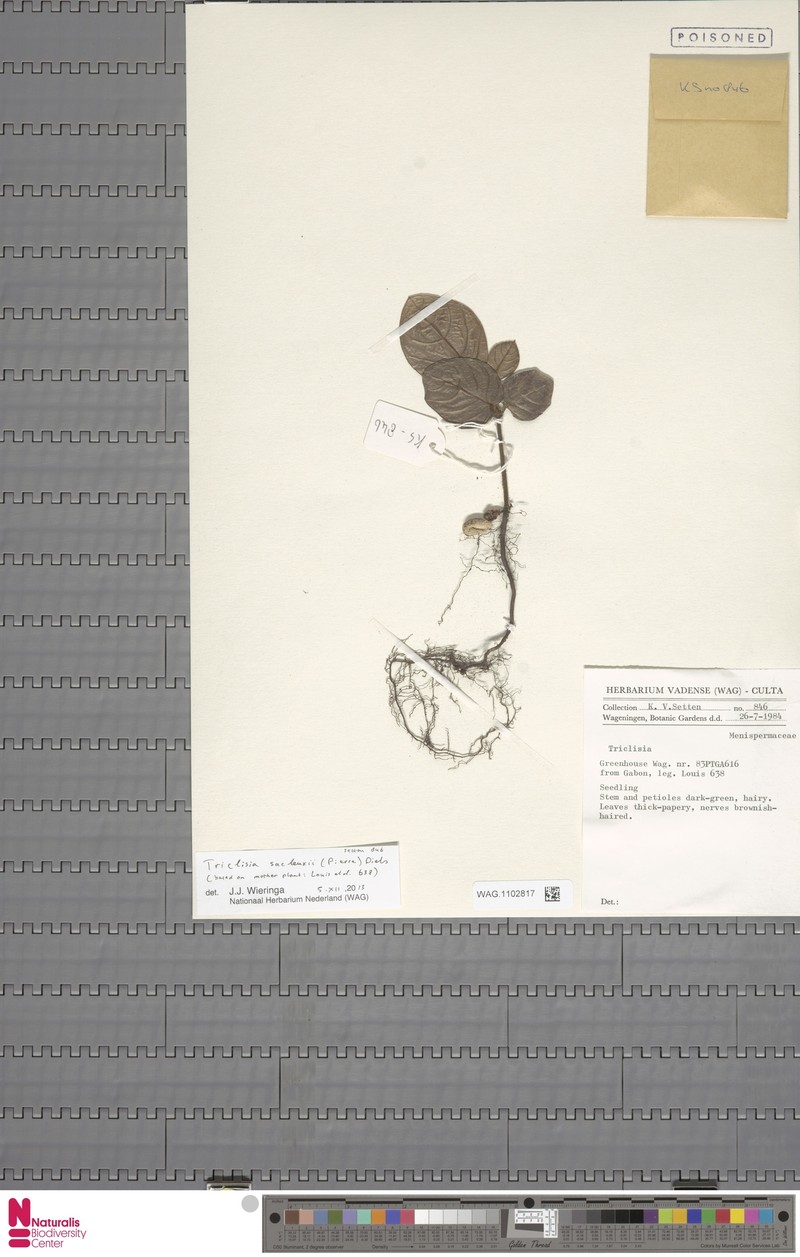 Triclisia gabonensis photo 3