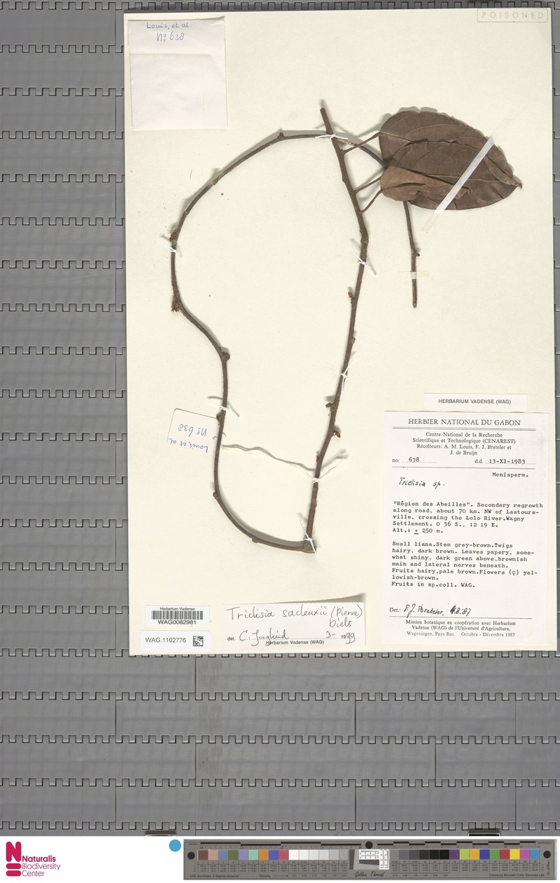 Triclisia gabonensis photo 4