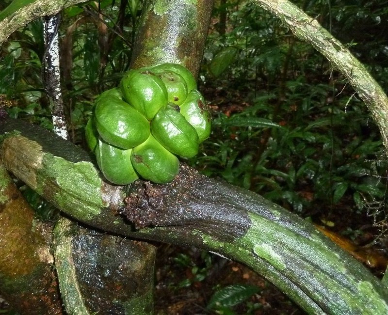 Triclisia megacarpa