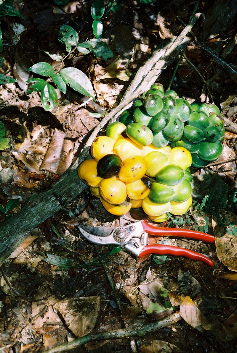 Triclisia megacarpa photo 2